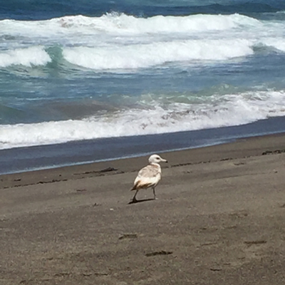Seagull patrol