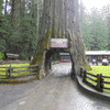 Drive-Thru Redwood Tree